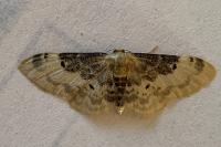 Idaea filicata