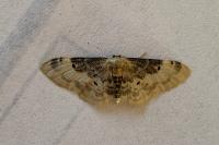 Idaea filicata