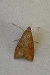 Udea ferrugalis