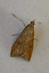Udea ferrugalis