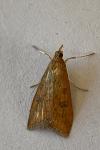 Udea ferrugalis