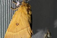 Lasiocampa quercus quercus