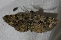 Peribatodes secundaria secundaria