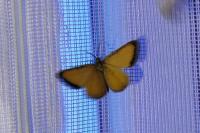Isturgia limbaria