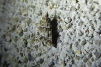 Eudonia mercurella