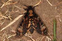 Acherontia atropos