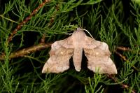 Laothoe populi