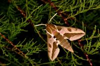 Hyles euphorbiae