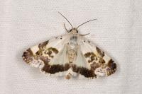 Acontia lucida