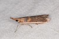 Etiella zinckenella