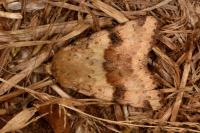 Heliothis viriplaca