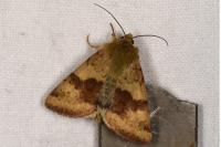 Heliothis viriplaca