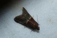 Acrobasis marmorea