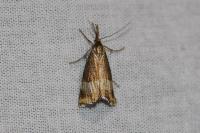 Chrysocrambus linetella