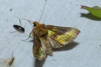 Diachrysia chrysitis