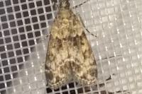 Eudonia mercurella