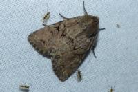 Fissipunctia ypsillon