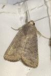 Hoplodrina ambigua/blanda