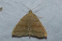 Herminia tarsicrinalis