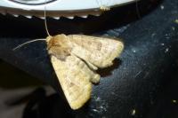 Hoplodrina octogenaria/blanda