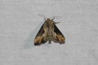 Lateroligia ophiogramma