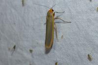 Manulea complana