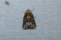 Oligia strigilis/versicolor