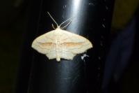 Scopula imitaria