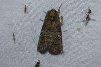 Tethea ocularis