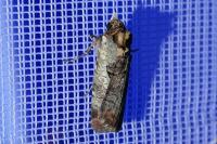 Epilecta linogrisea