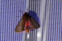 Phragmatobia fuliginosa