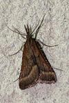 Synaphe punctalis