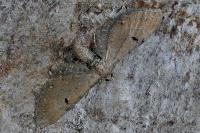 Eupithecia absinthiata