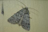 Epipsilia grisescens