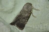 Standfussiana lucernea cataleuca