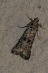 Dioryctria abietella