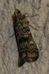 Dioryctria abietella