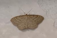 Idaea macilentaria