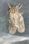 Peridea anceps