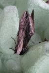 Sphinx ligustri