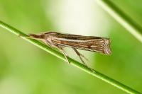 Ancylolomia tentaculella / disparalis