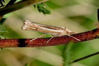 Ancylolomia tentaculella / disparalis