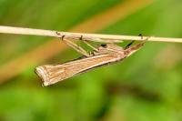 Ancylolomia tentaculella / disparalis