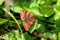 Euclidia glyphica