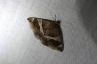 Dysgonia algira