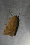 Noctua fimbriata/tirrenica