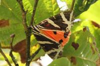 Euplagia quadripunctaria