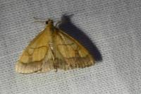 Evergestis limbata