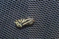 Emmelia trabealis