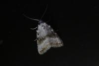 Meganola albula